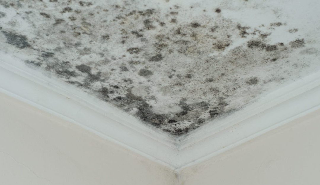 ceiling mold from roof leak